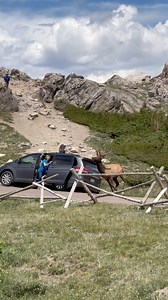 It’s happening and we are excited!! Old Fall River Road is officially open to vehicles! Please visit the RMNP website to find out all the details and regulations on this iconic one way seasonal road through paradise! #photography #wildlife #nature #reels #foryoupageシ #wildanimals #babyanimals #elk | Good Bull Guided