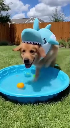 🦈🐶 Dog in a Hilarious Shark Costume Takes Over the Pool! 😂🌊 #Dog #FunnyPets #CuteDogs #PetShorts