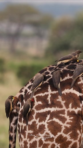 19K views · 1.2K reactions | Oxpeckers on a giraffe in Africa #wildlife #wildlifephotography #travelphotography #travel #nature | Harry Collins Photography | Facebook