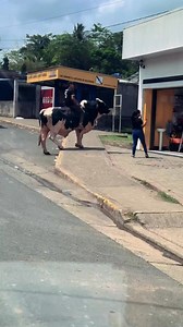 A ti que te gustaría Montar ?? 🐄 | Impacto Extremo