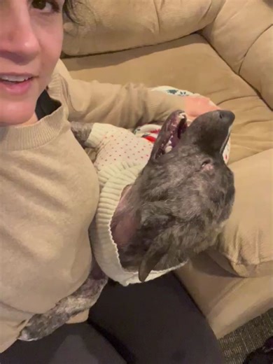 Animal Protectors Shelter on Instagram: "Adoptable Ed still has not received any application... AND the BEST Hugger Around 💙 Ed didn’t have an easy start. He was found tied up inside an abandoned building, left behind with no one to help him. But despite everything he endured, Ed’s heart stayed soft — and now he’s ready for the next chapter of his life. Since arriving at Animal Protectors, Ed has made incredible progress in a short amount of time. His fur is growing back beautifully, his body i