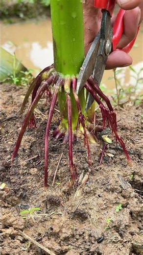 Root Rot Solution - Easy Fix!