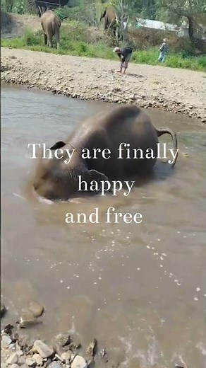 Where Elephants Are Finally Free 🐘 | Ethical Sanctuary in Chiang Mai #wildlifeprotection
