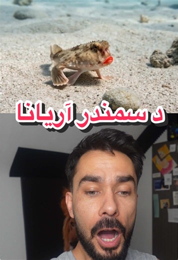 Breaking News: This fish is the most stylish one in ocean but there is the real reason behind that. #doctorshekib #khyberpakhtunkhwa #تاجیک_هزاره_ازبک_پشتون_ترکمن🇦🇫 #fyp #breakingnews