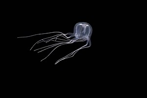 1.5K views · 44 reactions | A new species of box jellyfish has been discovered in Hong Kong by researchers from Hong Kong Baptist University 香港浸會大學. It has been named Tripedalia maipoensis after the nature reserve Mai Po where it was found and adds a fourth species to the Tripedaliidae family. Learn more: https://zoolstud.sinica.edu.tw/Journals/62/62-17.html | New Scientist | Facebook