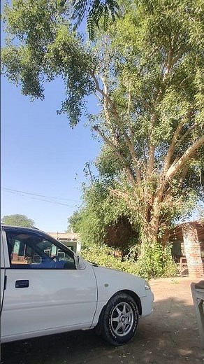 The cutt down, a massive tree