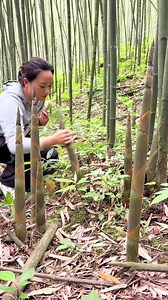 我的农村生活：竹笋季的家乡味道