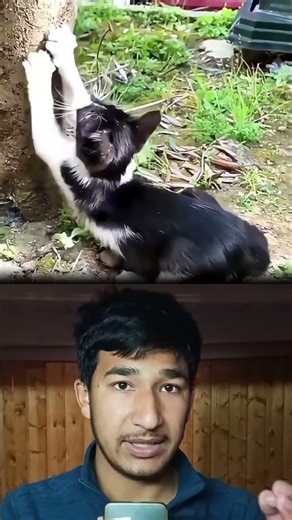 cats can use her nails like wolverine 😳