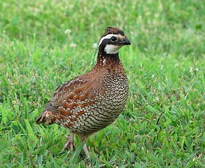 Bobwhite Quail