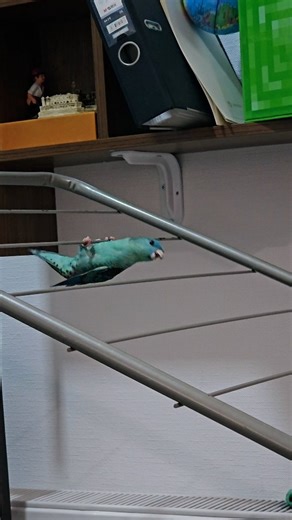 Boba on Instagram: "When u forgot u birb #lineolatedparakeet #linnie #parrot #birb #funny #silly #barredparakeet"