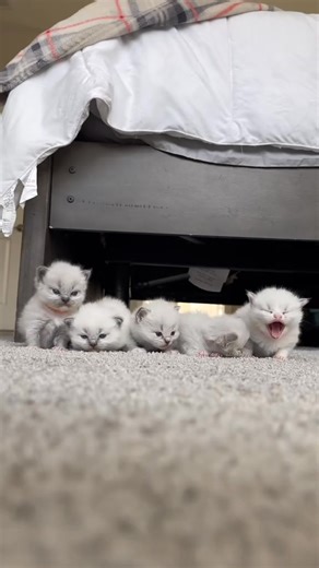 So many tired kittens | William DMcDonaldlg