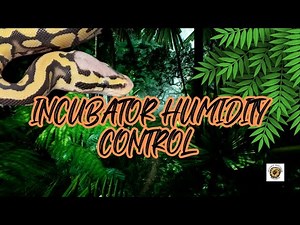 Incubator Humidity Control for Ball Pythons | #youtubevideos #ballpythonbreeding #ballpython #snake