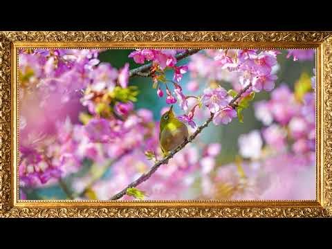 Spring Flowers | TV Background Screensaver | 4K | No Music