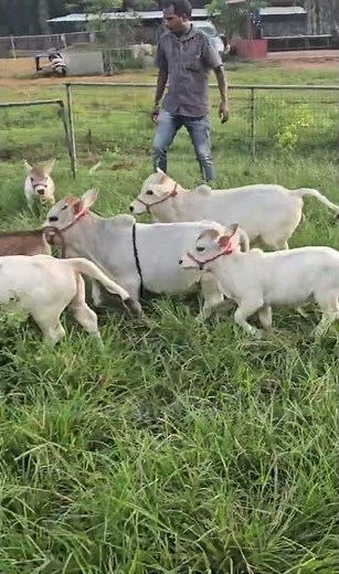 Meet the world's smallest wonders! 🌎 Pure Nadipathy Cattle #viral #cow #reels #funny #yt #farming