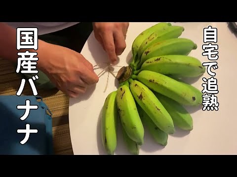 【追熟して食べよう】一度食べるとバナナの常識が覆る！？国産バナナがおいしすぎる