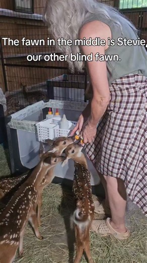 ❤️Stevie moved to the non-releasable pen with the other blind fawn, BB. The other fawns in the video are now all healthy and old enough and have been soft-released. ❤️Donations are so very appreciated and needed, thank you. Paypal.me/magnoliafawnrescue #fawn #babydeer #animalrescue #fyp #foryou | Magnolia Fawn Rescue