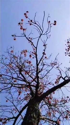 phool ka ped #lifeisbutadream 🥀🥀🥀