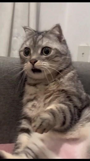 Shocked Cat Meme Compilation
