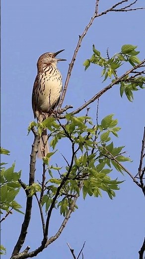 Complex Song of the Brown Thrasher