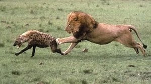 3M views · 36K reactions | Big lion kills hyena of serenguetti sudafrafica the best lion attack ever dangerous animal in one bit lion kill hyena #wildlife #Amazing_Wild_Animals_Moments | Wild Animal Documentary Channel | Facebook