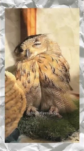 Such a healing moment with this little owl