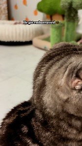 Have you ever had a cat that failed at something and instantly acted like “that didn’t just happen.” Cuz literally it’s EVERY SINLGE TIME🤣🤣🤣 #catmom #catdad #funnycatvideos | Pretty Kitty Cattery