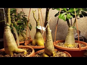 Adenium - care and maintenance 2