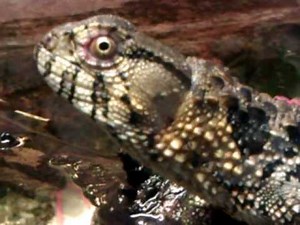 Chinese crocodile lizard @ Zoo Antwerp