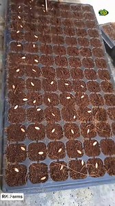 The journey of Agricultural products from "seed to harvest" 🥰🥰 #agriculture #seeds #harvest | Rifi Farms