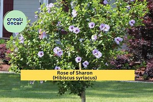 Rose of Sharon (hibiscus Syriacus) – 5 Bare Root Starter Plants, Hardy Flowering Shrubs, Summer Bloomers for Garden Landscape, Zones 5–9 - Etsy