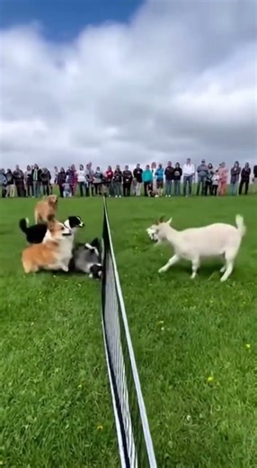 A Volleyball Match of Pure Pandemonium