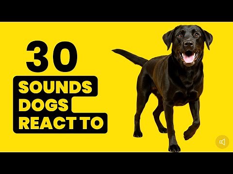 30 DOG Sounds That Make Dogs React [ Tilt Their Head, Barking ] 🐶