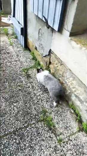 Course poursuite, lapin ￼