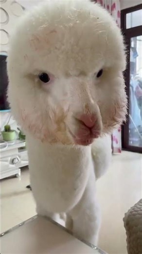 Cute Alpacas Compilation 🦙