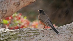 The American robin (Turdus migratorius) wintering in California. These birds nest in the northern United States and winter in the south.