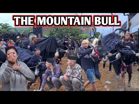 BANTENGAN LARI ‼️ the mountain bull bantengan pakem asli malang