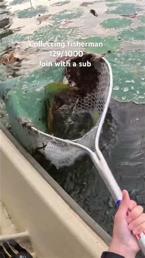 How to net a musky #fishing