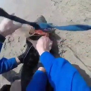 724K views · 10K reactions | Pendant que certains polluent s’en se soucier ni de la Terre, ni des animaux, ni des générations à venir, d’autres veillent, interviennent, secourent. Vidéo Protect All WildLife | One Voice | Facebook