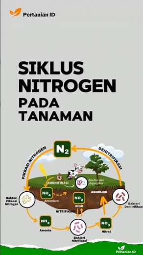 Siklus Nitrogen pada Tanaman | Nitrogen Cycle in Plants