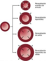 capitulo 17: Control local y humoral del flujo sanguíneo por los tejidos.