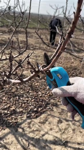 Pruning Cherry Trees for Maximum Fruit Yield
