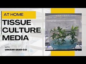 Tissue Culture Media, Umami Style: A Step-by-Step Guide