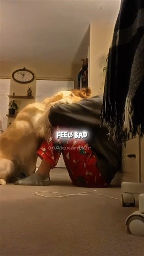 Dog comforting he's owner