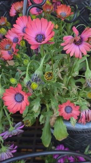 Earthy Beauty: The Unseen Charm of Brown Blooms