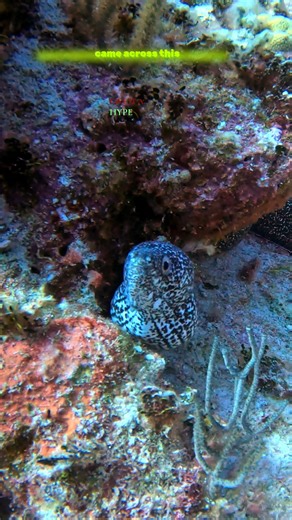 A quick scuba dive in Turks and Caicos shows off some amazing marine life. This underwater video features a beautiful spotted moray eel, filmed in stunning 5.3k video with the gopro hero 13. Check out the full scuba diving adventure! Check out this amazing scuba diving video in stunning 5.3k video quality! This underwater video explores the colorful reef. Enjoy the beauty of the ocean | Sunsets and Scuba Diving
