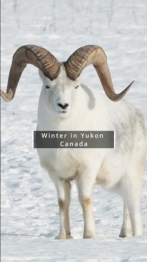 Winter in Yukon: A Journey Through Canada’s Frozen Wilderness