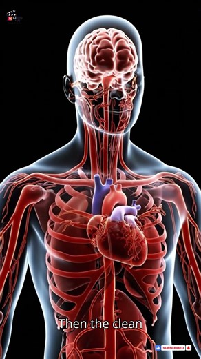 How Blood Actually Works Inside Your Body (Transparent View)