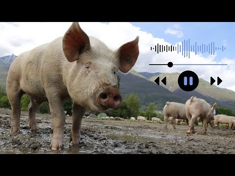 PIG CRY - SCREAMING PIG