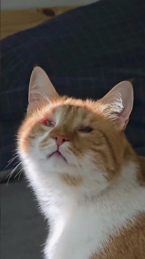 Blind Cat Enjoys Warm Spot of Sunshine
