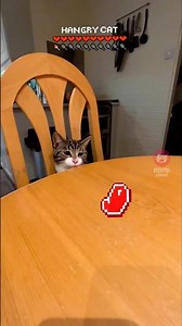 I gave my cat a health bar and... 🎮 #funnycats #cutecat #cat #mimiplanet